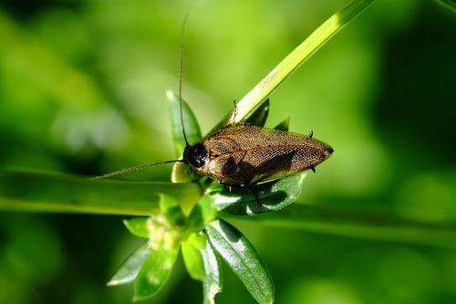 Ectobius lapponicus
